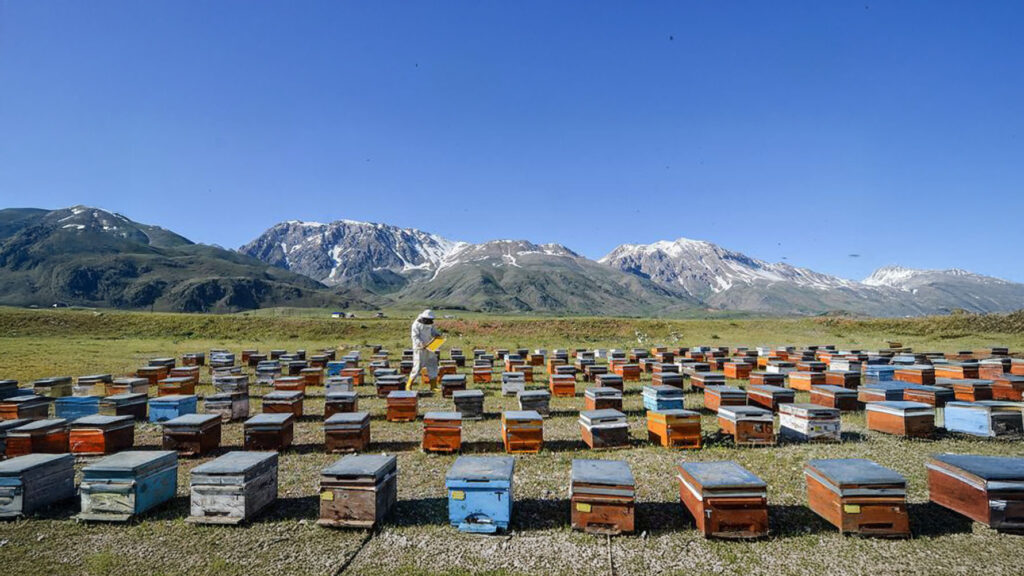 Munzur Honig Deutschland – Nuss Garten Offizielle Verkaufsseite 3 munzur 5