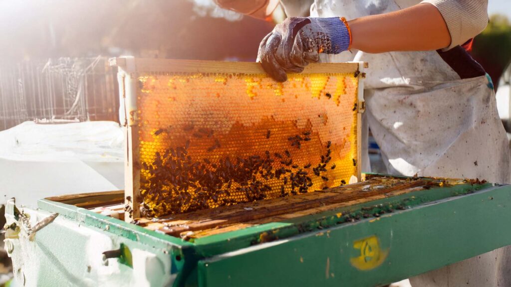 Munzur Honig Deutschland – Nuss Garten Offizielle Verkaufsseite 4 nusgarten 6