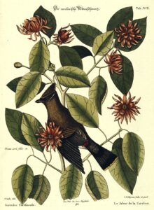 Yeni Bahar: Ein warmes Gewürz mit vielseitigem Charakter