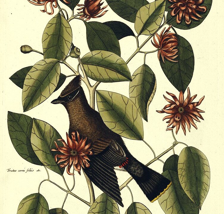 Yeni Bahar: Ein warmes Gewürz mit vielseitigem Charakter 1 Yeni Bahar: Ein warmes Gewürz mit vielseitigem Charakter