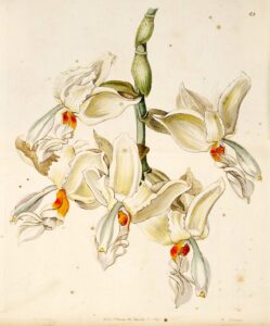 Toz Tarçın: Zimt als aromatischer Klassiker für Süßes und mehr