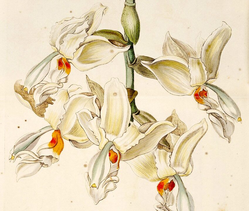 Toz Tarçın: Zimt als aromatischer Klassiker für Süßes und mehr