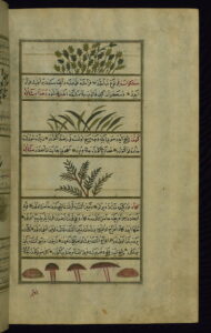 Toz Kimyon: Warum Kreuzkümmel in vielen Küchen unverzichtbar ist