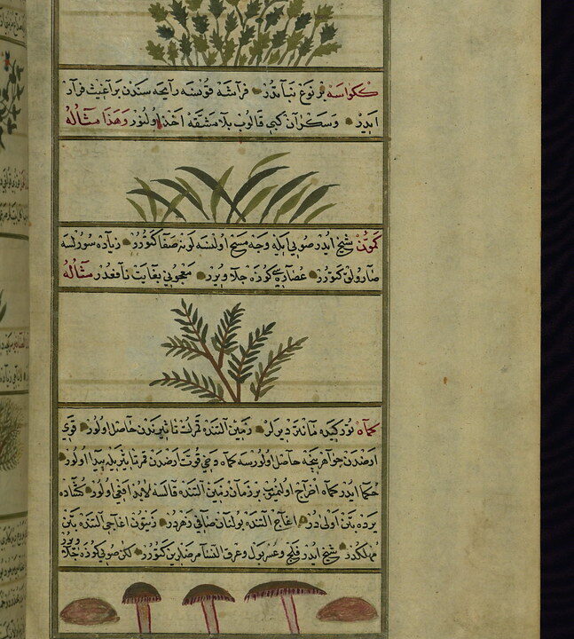 Toz Kimyon: Warum Kreuzkümmel in vielen Küchen unverzichtbar ist 1 Toz Kimyon: Warum Kreuzkümmel in vielen Küchen unverzichtbar ist