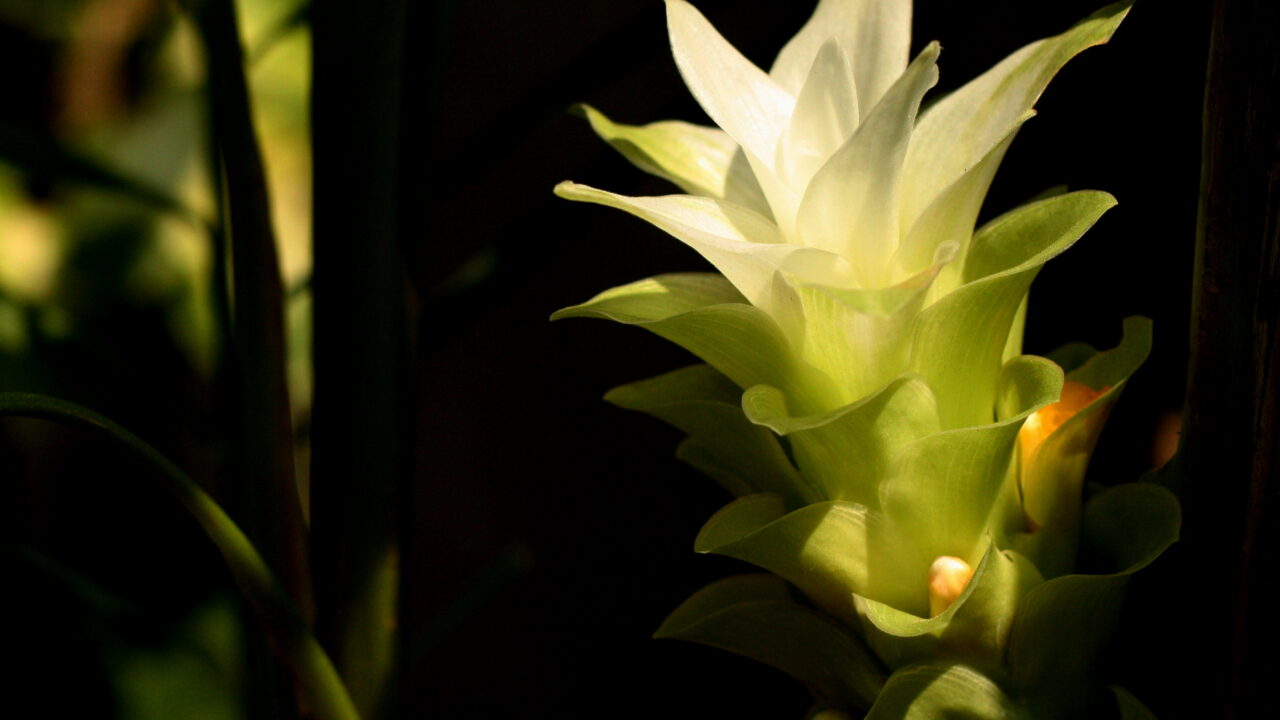 Toz Zerdeçal: Die goldgelbe Würze für viele Rezepte