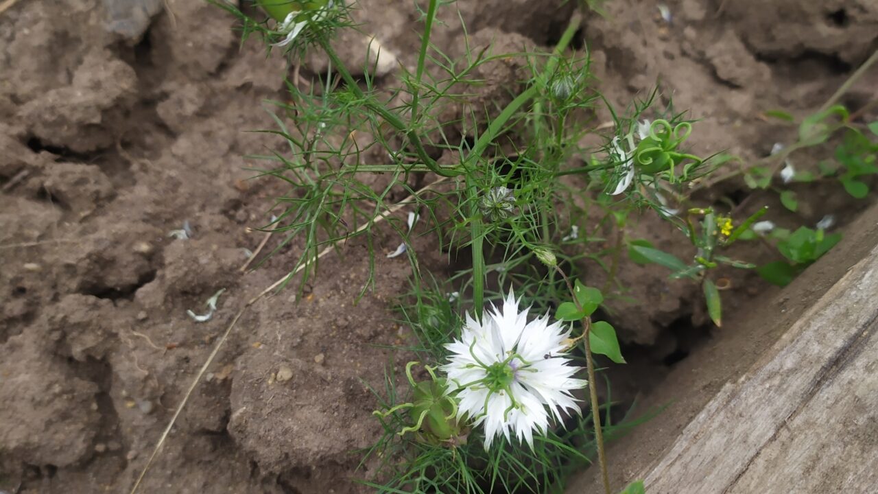 Schwarzkümmel: Ein charaktervolles Saatgut für viele Anwendungen 1 Schwarzkümmel: Ein charaktervolles Saatgut für viele Anwendungen