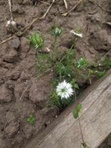 Schwarzkümmel: Ein charaktervolles Saatgut für viele Anwendungen