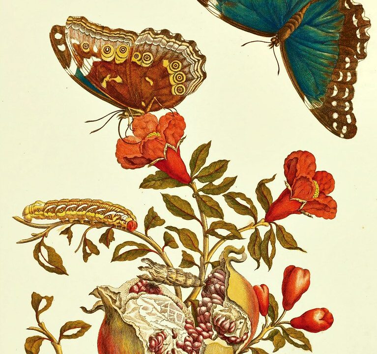 Granatapfelessig: Fruchtige Säure für kreative Rezepte 1 Granatapfelessig: Fruchtige Säure für kreative Rezepte