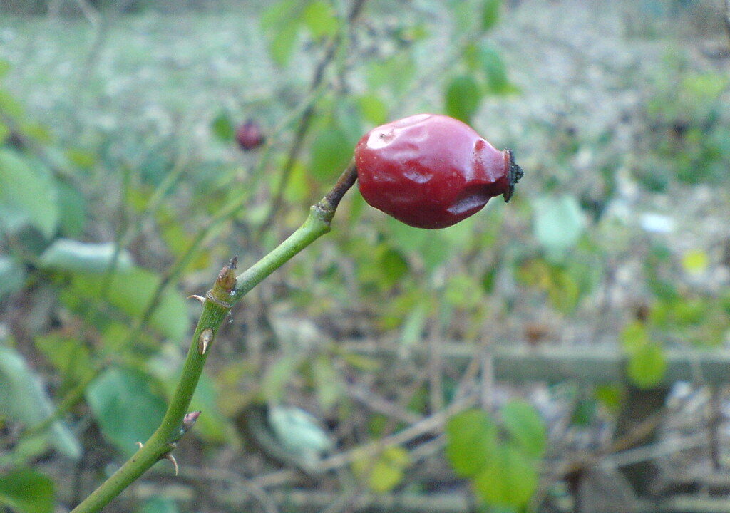 Weißdornessig: Fruchtige Würze mit besonderem Charakter