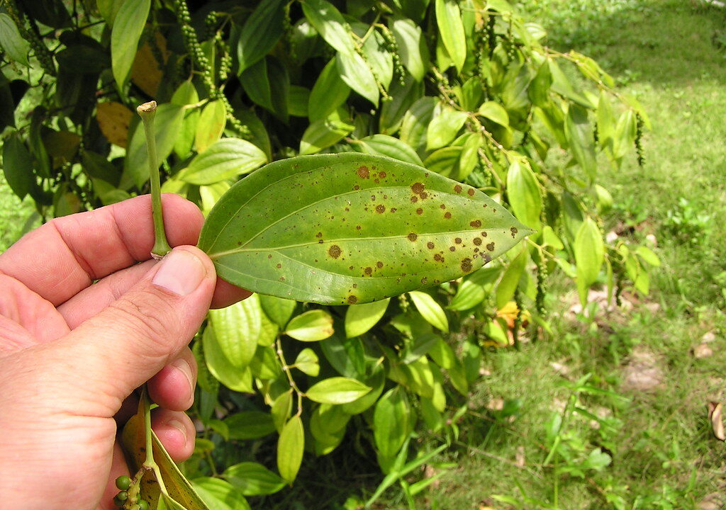 Karabiber: Warum schwarzer Pfeffer in keiner Küche fehlen darf
