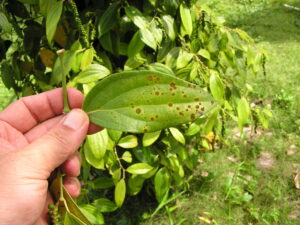 Karabiber: Warum schwarzer Pfeffer in keiner Küche fehlen darf