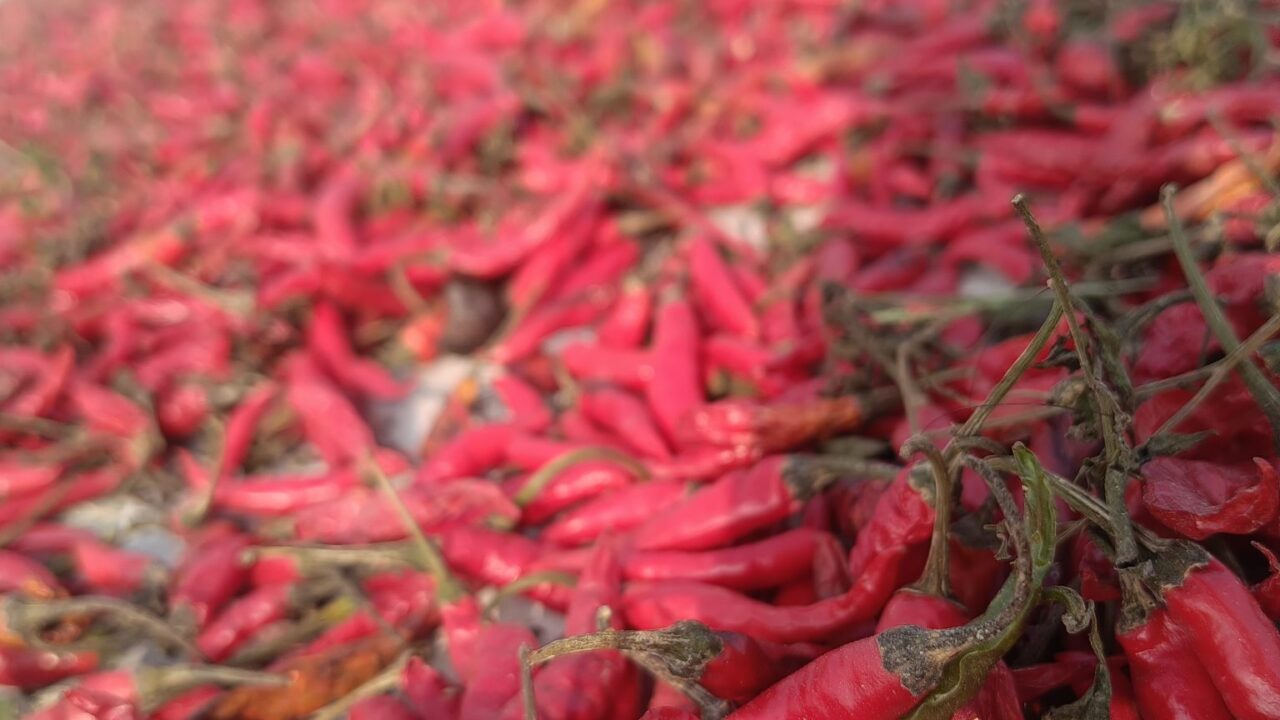Çemen Acuka Sauce: Würziger Brotaufstrich mit Charakter