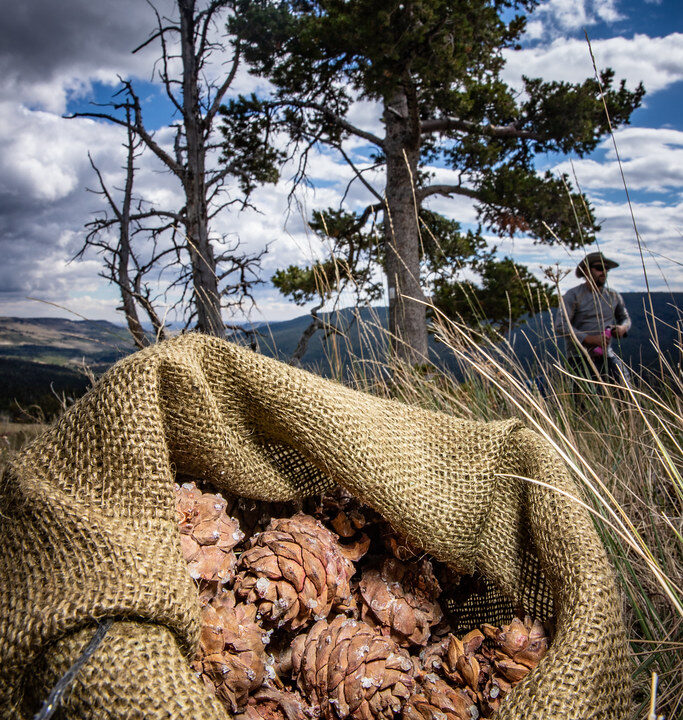 Kiefernzapfensirup: Intensives Aroma mit besonderer Note